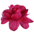 Róża główka 12 szt 4 cm Burgund/Purple